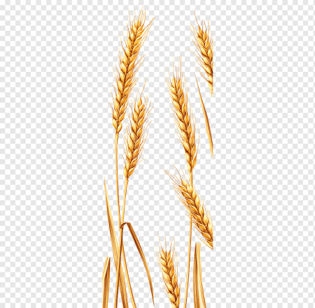 Пшеничный колосок