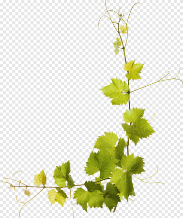Виноградная лоза листья