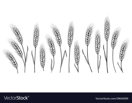 Картинки трафареты колосьев пшеницы (35 фото)