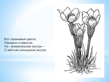 Прострел Луговой контур