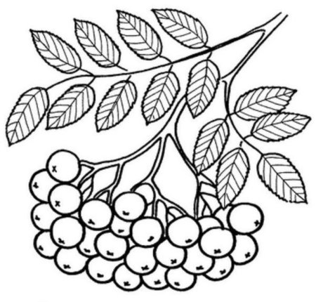 Гроздь рябины раскраска для детей