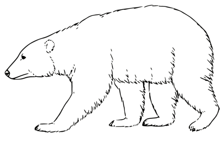 Картинки трафареты белого медведя для детей (42 фото)