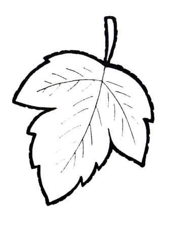 Листья раскраска