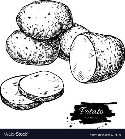 Картофель раскраска
