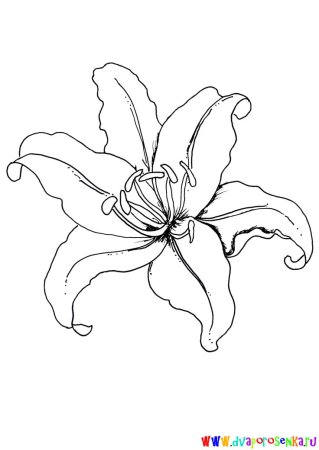 Раскраска Лилия цветок
