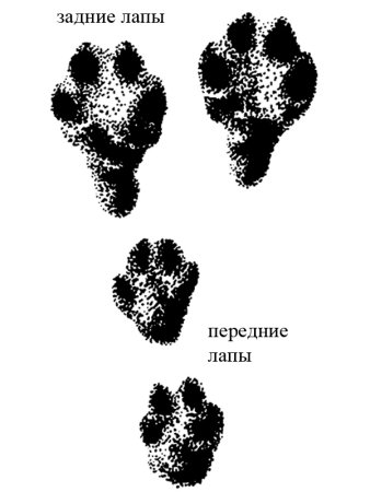 Следы кролика