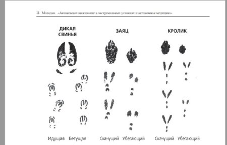Следы белки для детей