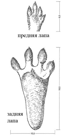 Следы зверей и птиц