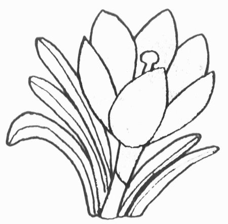 Подснежник узколистный раскраска