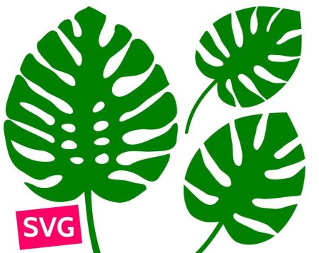 Тропические лист Monstera