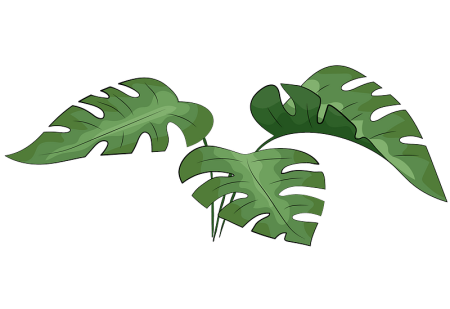 Листья Monstera вектор
