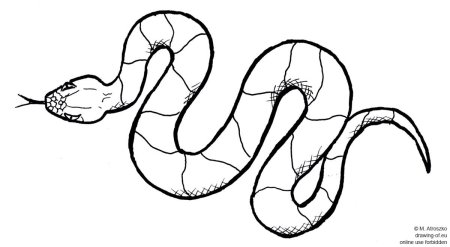 Картинки трафареты змеи (47 фото)