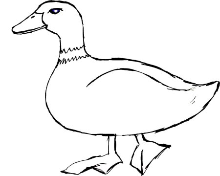 Раскраска утки