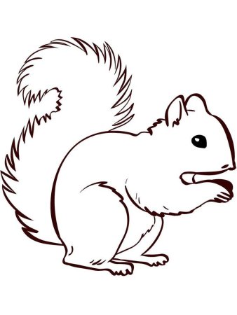 Белка раскраска