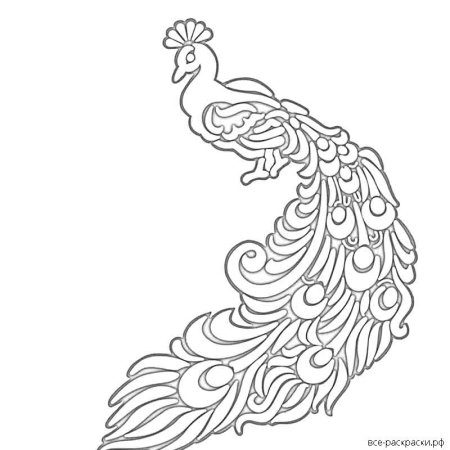 Павлин. Раскраска