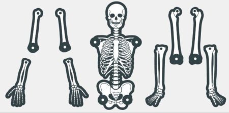 Кость femur эласмотерия