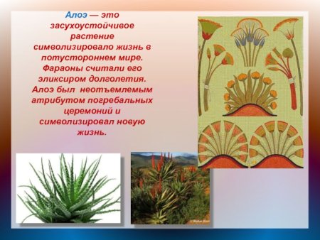 Алоэ в орнаменте древнего Египта