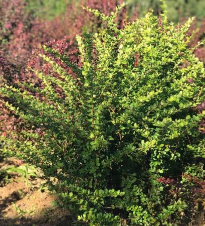 Berberis thunbergii Green ornament