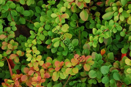Барбарис Тунберга (Berberis thunbergii)