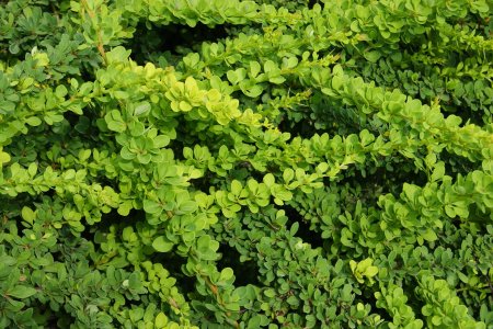 Барбарис Тунберга Green Carpet