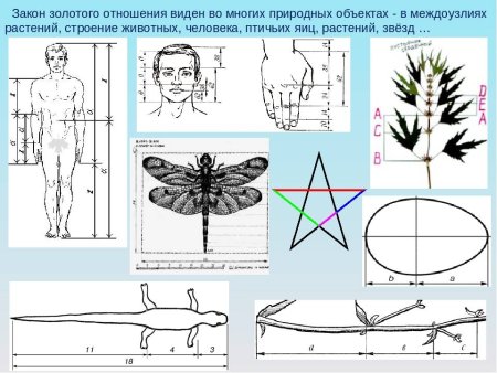Золотая пропорция в природе