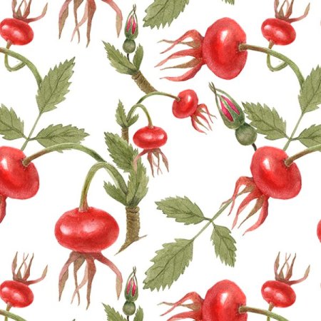 Шиповник рисунок