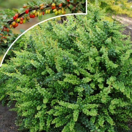 Барбарис Тунберга Green ornament