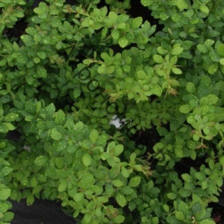 Барбарис Тунберга Green ornament