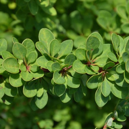 Барбарис Тунберга Green ornament