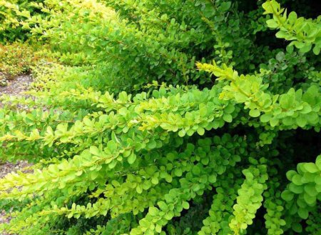 Барбарис Тунберга Green