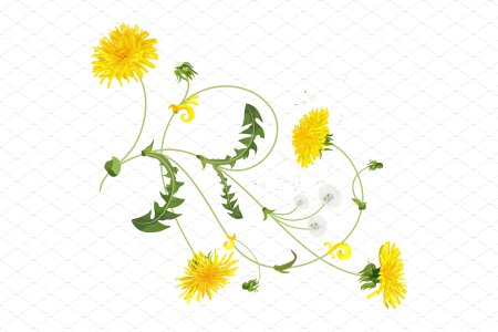 Одуванчик Графика