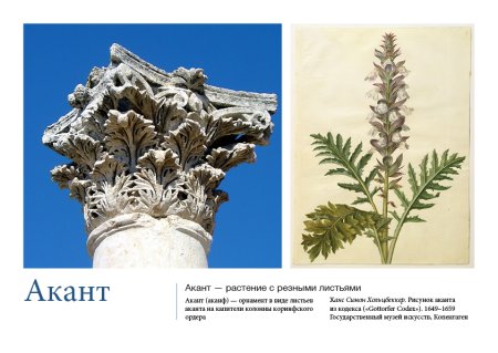 Акант аканф