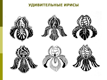 Стилизация и трансформация растительных форм
