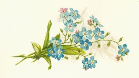 Незабудки акварелью