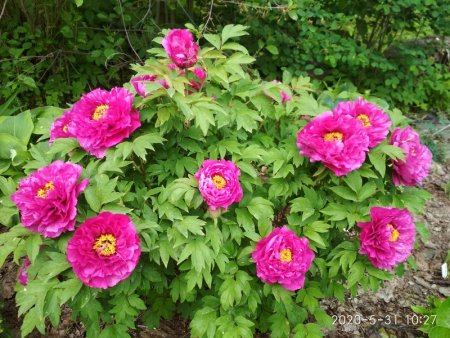 Пион древовидный фиолетовый Лотос