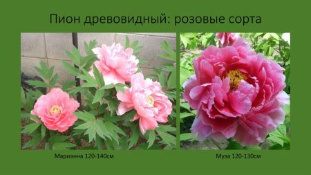 Пион древовидный Гофман