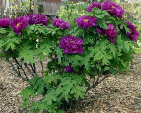 Пион древовидный Paeonia suffruticosa Red