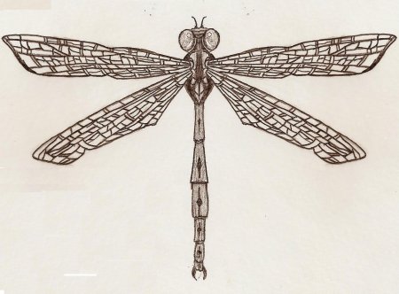 Dragonfly Dragonfly 1968