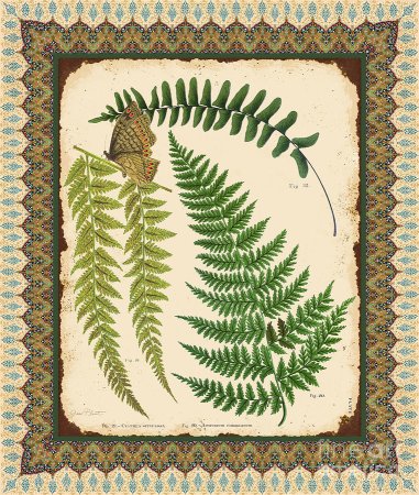 Botanical Prints папоротник