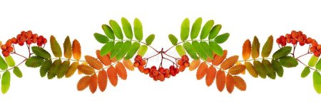 Рябиновые разделители