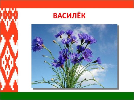 Белорусские васильки