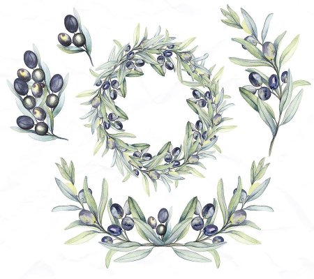 Ветка оливы акварель