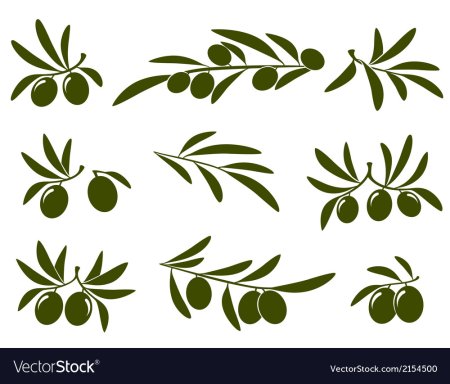 Ветвь оливы вектор