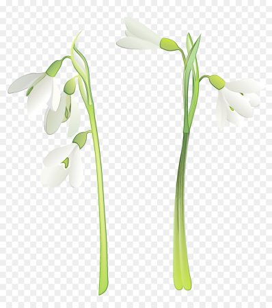 Подснежник для детей