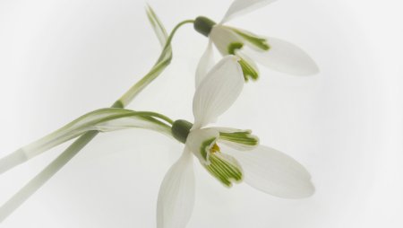 Весенний шаблон подснежники