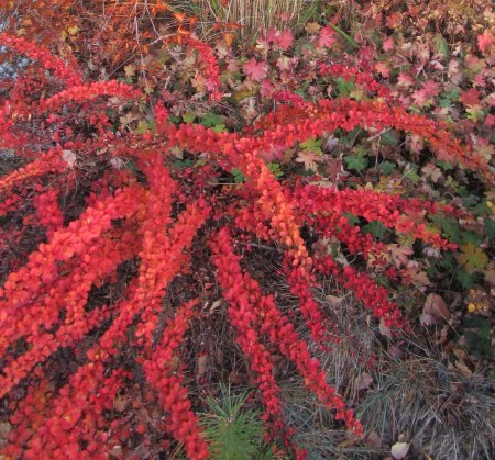 Барбарис Тунберга Green ornament