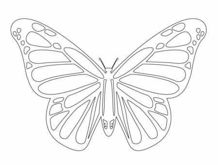 Рисунок бабочки для вырезания
