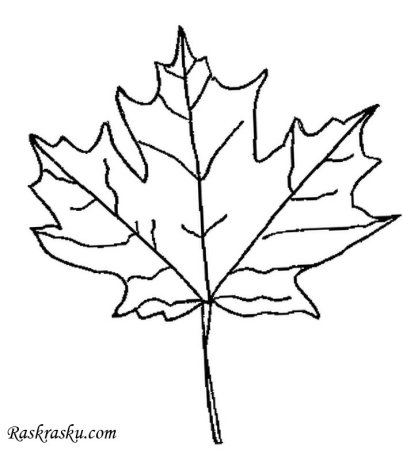Лист липы рисунок