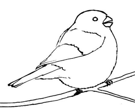 Снегирь рисунок