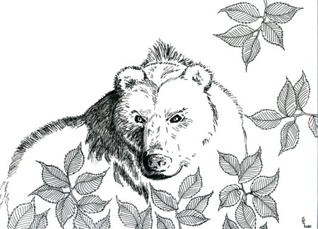 Медведь для выжигания по дереву рисунок для обводки